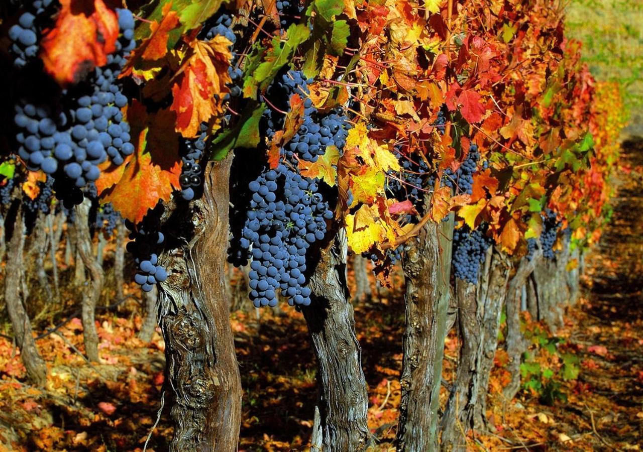 Masseria Le Querciole Fauglia Eksteriør bilde