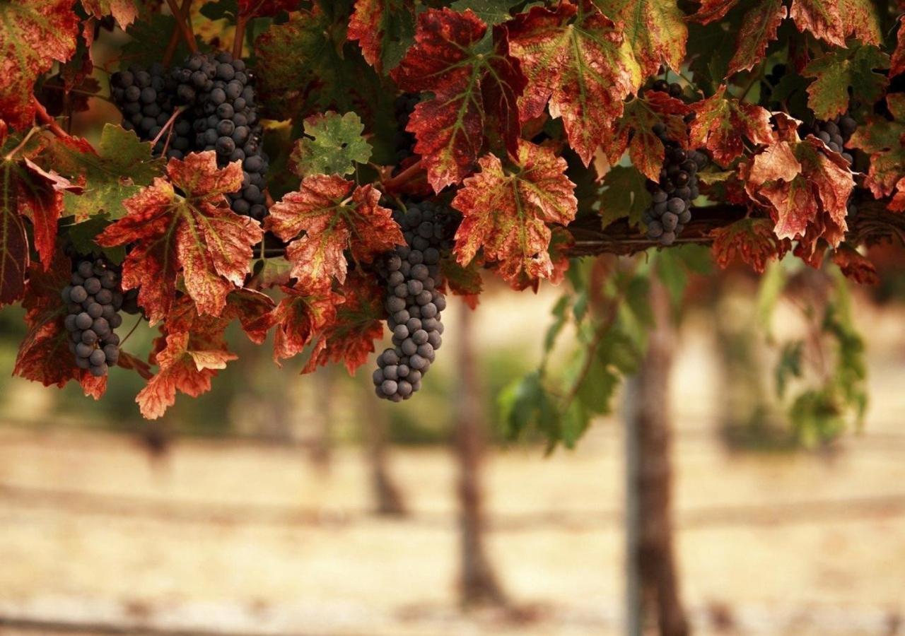 Masseria Le Querciole Fauglia Eksteriør bilde