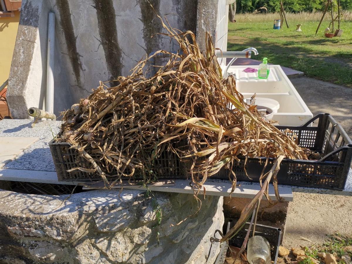 Masseria Le Querciole Fauglia Eksteriør bilde