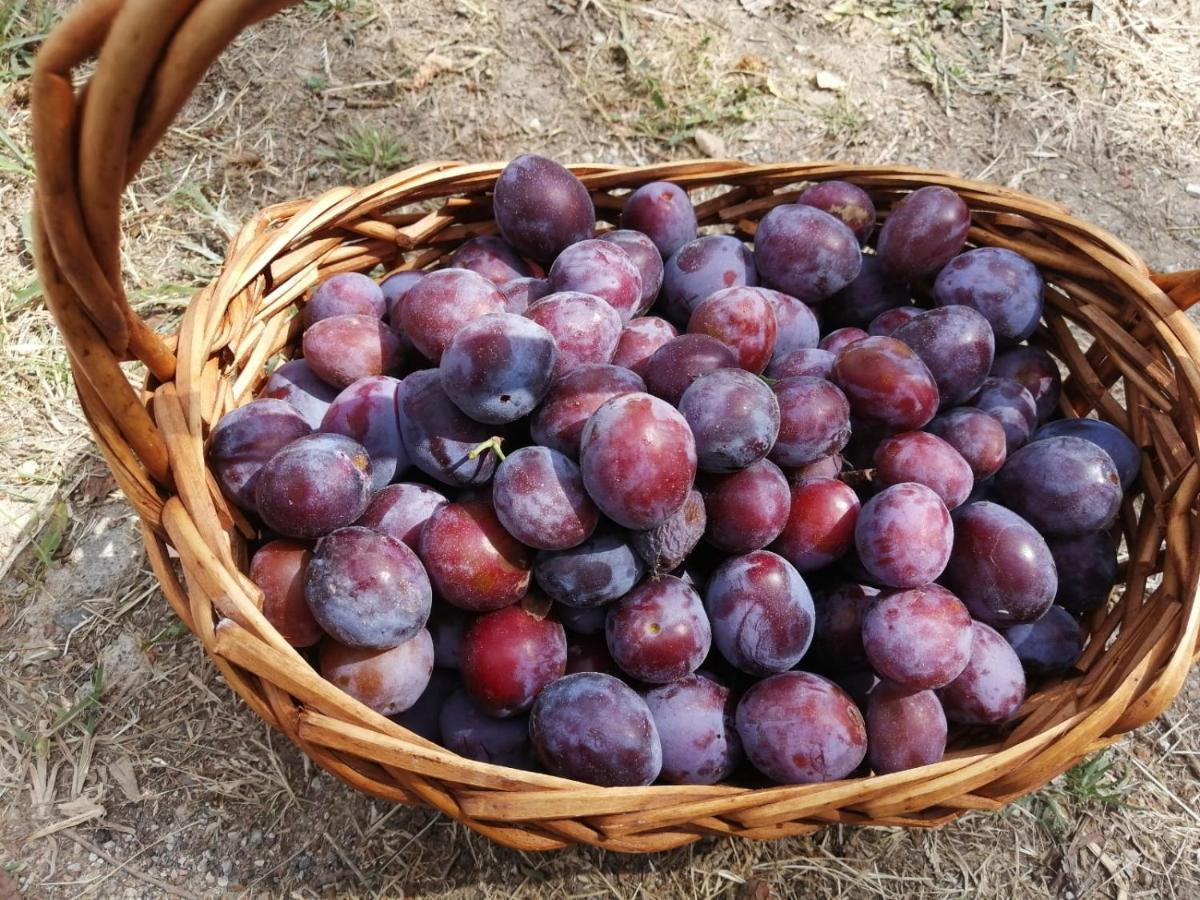 Masseria Le Querciole Fauglia Eksteriør bilde