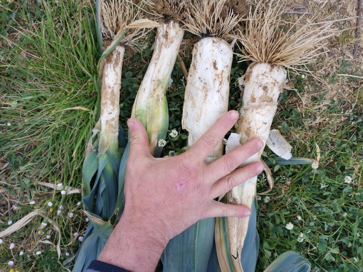 Masseria Le Querciole Fauglia Eksteriør bilde