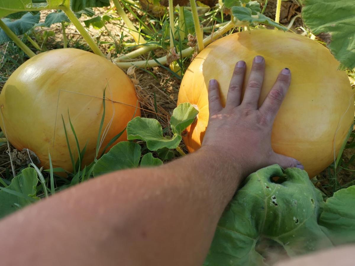 Masseria Le Querciole Fauglia Eksteriør bilde