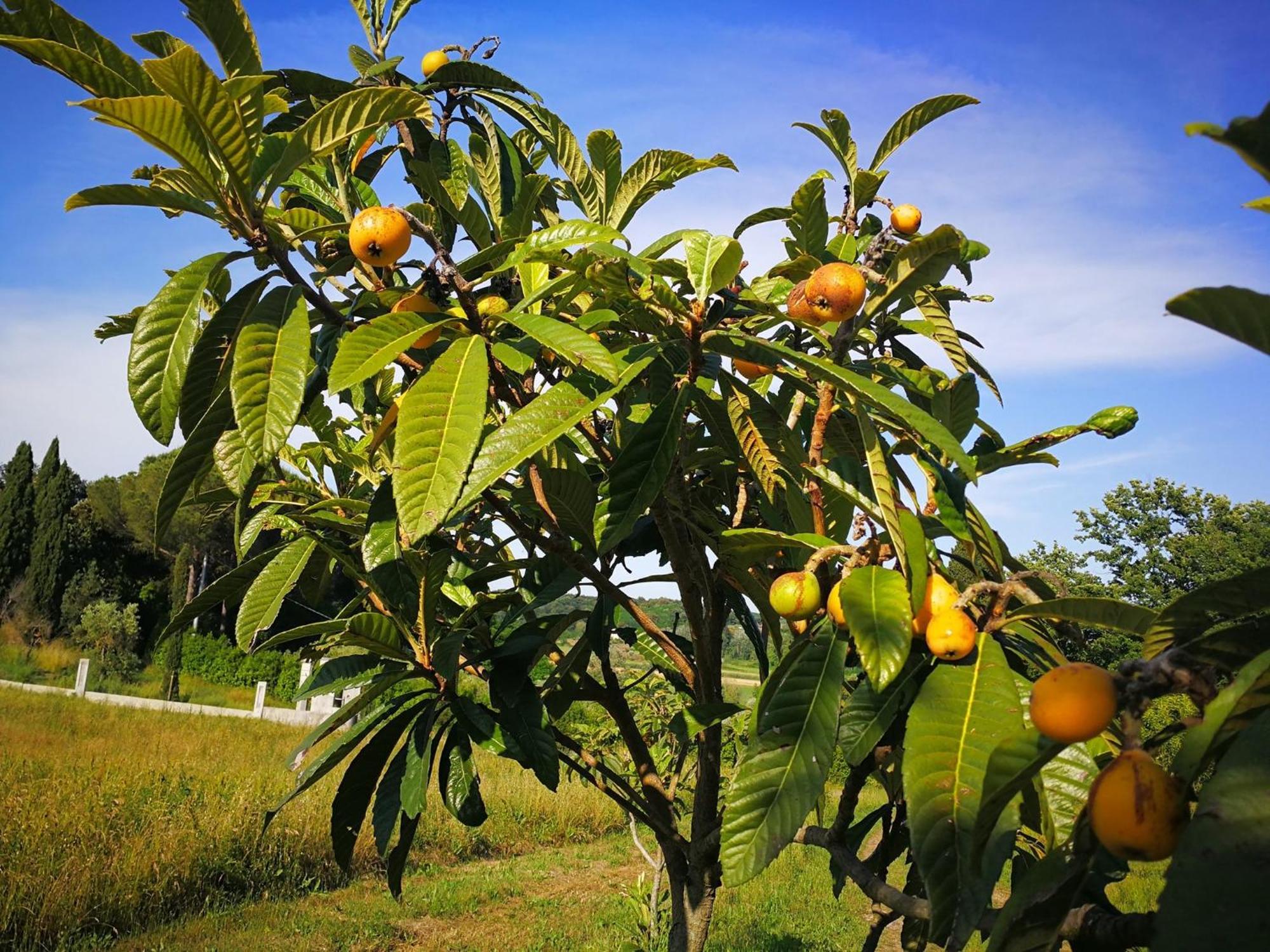 Masseria Le Querciole Fauglia Eksteriør bilde